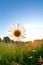 Gold sunlight behind chamomile flower