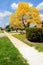 Gold tabebuia aurea tree in full bloom, Florida