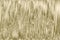 Gold texture background metallic abstract. luxury metal