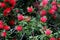 Gold-tipped bottlebrush, Callistemon polandii