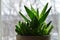 Gold tooth aloe Aloe nobilis indoor potted succulent plant on windowsill with natural light