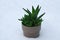 Gold tooth aloe Aloe nobilis potted succulent houseplant outside in winter snow