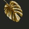 Gold tropical Monstera leaf , isolated on black background