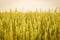 Gold Weat Field Background, young growth