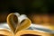 Gold wedding rings, heart book, background blur