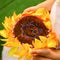 Gold wedding rings on a pillow in the form of sunflower