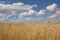 Gold wheat field and blue sky. The spikelets bend under the wind.