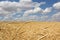 Gold wheat field and blue sky. The spikelets bend under the wind.