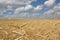 Gold wheat field and blue sky. The spikelets bend under the wind.