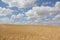 Gold wheat field and blue sky. The spikelets bend under the wind.