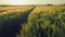 Gold Wheat field panorama with tree at sunset with clouds