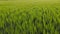 Gold wheat field panorama with tree at sunset with clouds