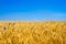 Gold Wheat Field or Ukraine flag