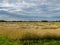 Gold Wheat flied panorama