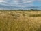 Gold Wheat flied panorama