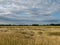 Gold Wheat flied panorama