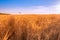 Gold Wheat flied panorama , rural countryside