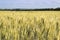 Gold Wheat flied panorama with tree at sunset