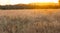 Gold Wheat flied panorama with tree at sunset, rural countryside,Golden Wheat Field at Sunset at a farm in India