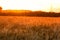 Gold Wheat flied panorama with tree at sunset, rural countryside,Golden Wheat Field at Sunset at a farm in India