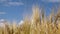 Gold wheat grain close-up in wind on blue sky