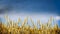 Gold wheat plant on sky background, banner for website with farming concept