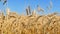 Gold wheat is ready for harvesting. Slow movement of spikelets of wheat. Wheat field on blue sky background