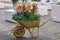 Gold wheelbarrow with flowers