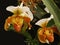 Gold and white lady slipper orchids