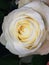 Gold and white rose