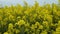 Gold yellow flowering rapeseed field, brassica napus,. Canola blossom in spring in Schleswig-Holstein, Germany, close-up.