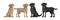 Gold yellow labrador retriever and black labrador retriever. Standing and sitting labradors isolated on white. Young and