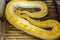 Gold Yellow Python, Albino snake Reticulated python with beautiful yellow texture.