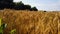 Gold yellow wheat field in nature in the rays of sunset. Ears of wheat close up. The sun illuminates crops of wheat.