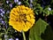 Gold Zinnia in Full Sun