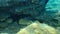 Goldblotch grouper or Golden Grouper Epinephelus costae undersea, Aegean Sea, Greece.