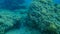 Goldblotch grouper or Golden Grouper Epinephelus costae undersea, Aegean Sea, Greece.