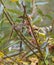 Goldcrest in autumnal vegetation