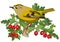 Goldcrest bird and hawthorn