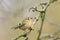 Goldcrest bird Regulus regulus foraging through branches of tr