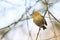 Goldcrest bird Regulus regulus foraging through branches of tr