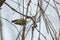 Goldcrest on branch Regulus regulus smallest European bird, Cute little Bird