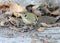 A goldcrest feeding on the ground