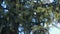 Goldcrest flutters among fir branches