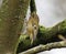 Goldcrest hanging on to lichen-covered tree