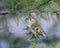 Goldcrest, Regulus regulus