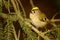 Goldcrest - Regulus regulus