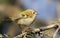 Goldcrest, Regulus regulus. Bird close up