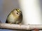 Goldcrest, Regulus regulus. The bird sits on a tree branch, close-up