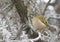 Goldcrest, Regulus regulus. On a frosty winter morning, a bird looks for prey